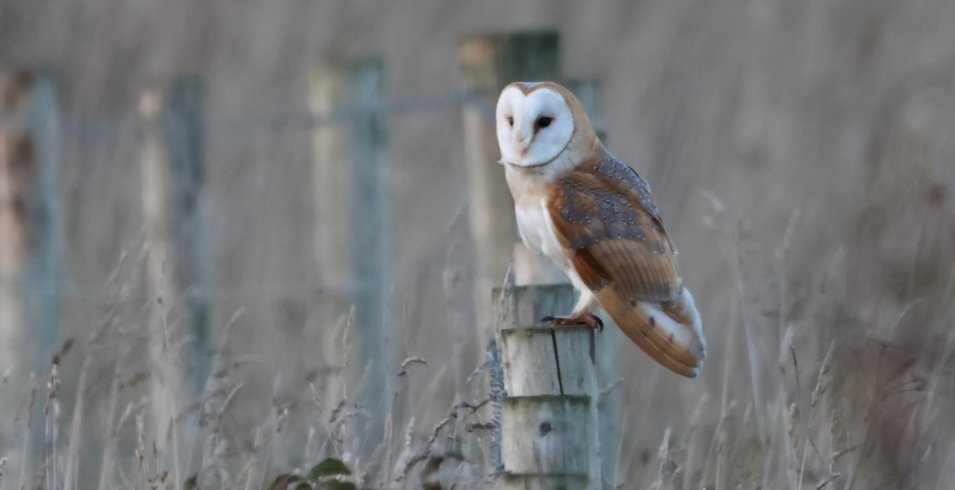 Nice to see the owls out hunting together at Blackhall Rocks today. @DurhamBirdClub @teesmouthbc @teesbirds1