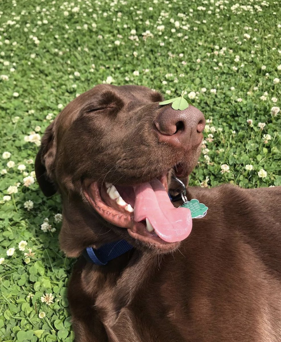 shelbee98's tweet photo. @gothspiderbitch All the pets to brighten your day ❤️ https://t.co/9m3xN8PZOl