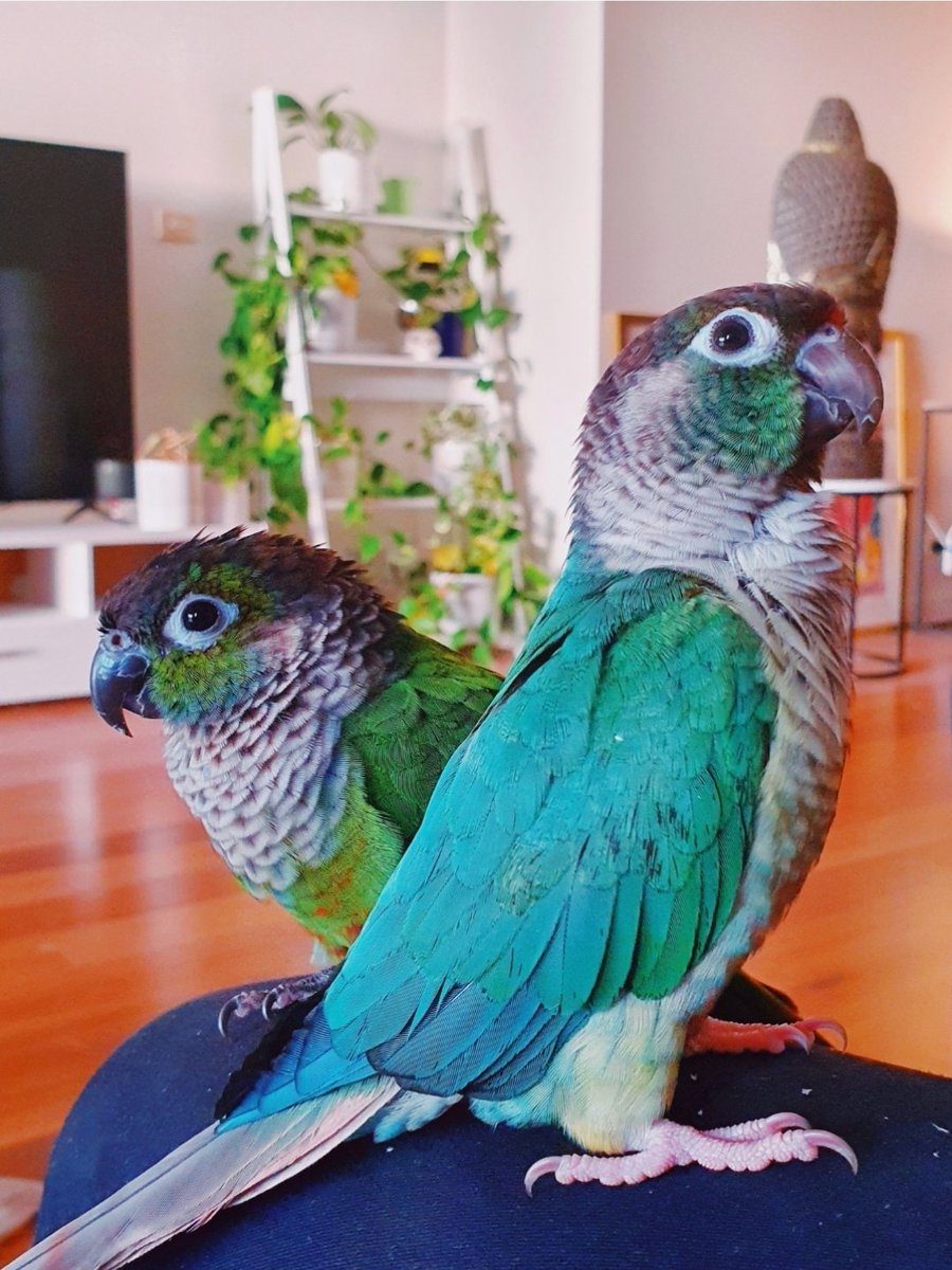 _etellan_'s tweet photo. @JaidenAnimation Fergus' time to shine. Surprisingly hard to find non-cursed photos of the boy 🦜 https://t.co/Pq4R6RulSF