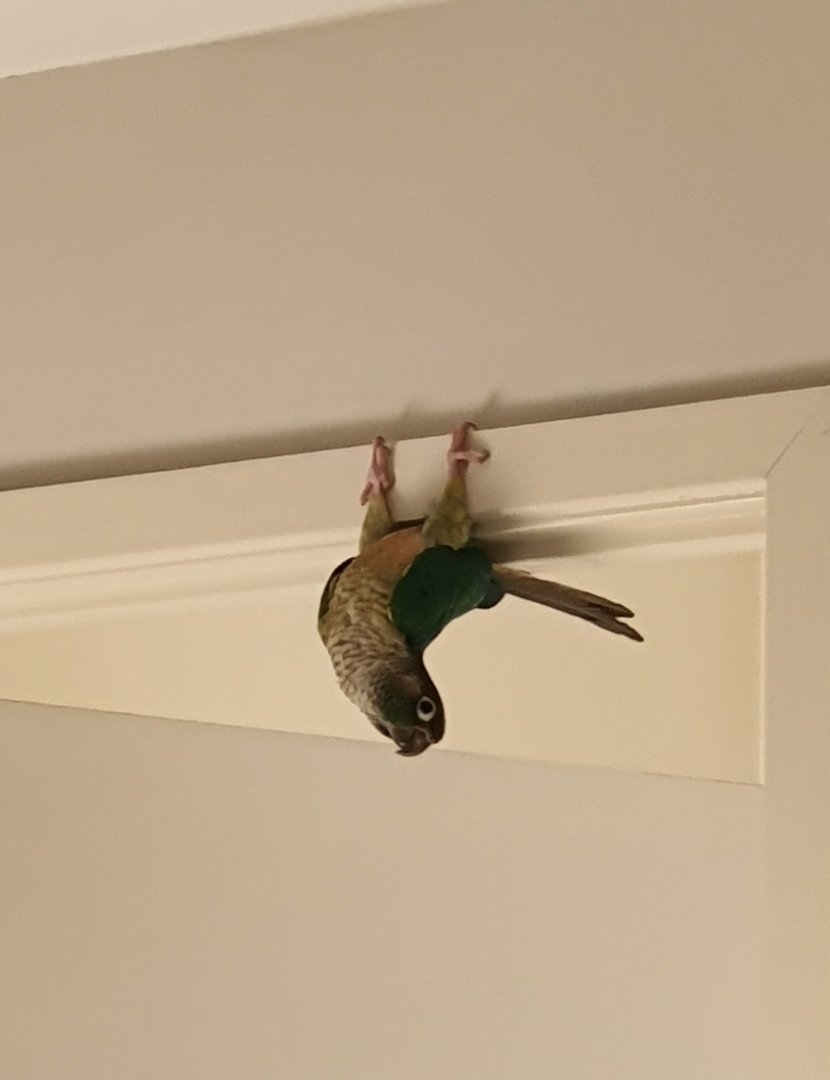 _etellan_'s tweet photo. @JaidenAnimation Fergus' time to shine. Surprisingly hard to find non-cursed photos of the boy 🦜 https://t.co/Pq4R6RulSF
