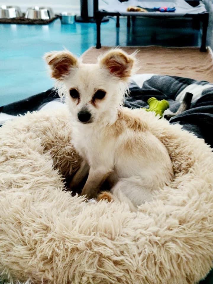 100+ Abandoned Dogs tweet media