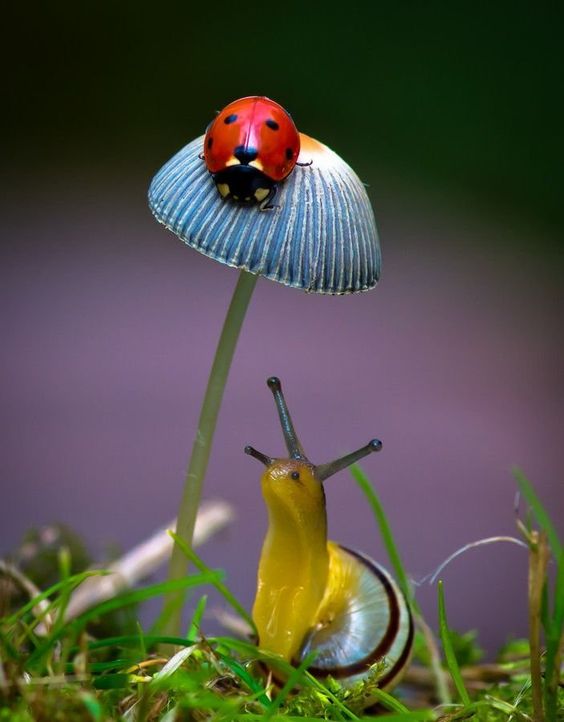dragonfly_37's tweet photo. Everyone has beauty, but not everyone sees it 
                     Confucius https://t.co/kssN47iloE