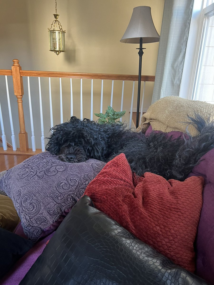 It feels like the right time for some pics of Ermias 💙🐾🐕‍🦺🐾💙 Hang in there friends and if all else fails bury yourself in a pile of pillows, always works for Ermy.