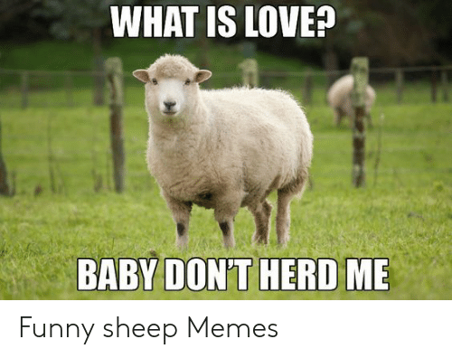 freewooly's tweet image. #Sheep #SheepHumor