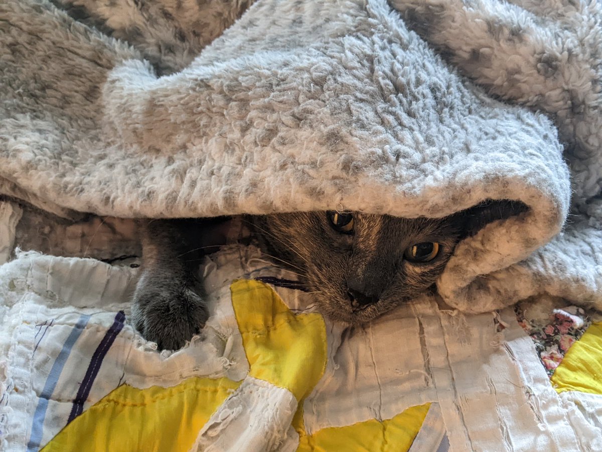 Sister Ash is ready for the cold weather.

#cats #winter #catsoftwitter #bed #cozy #cold