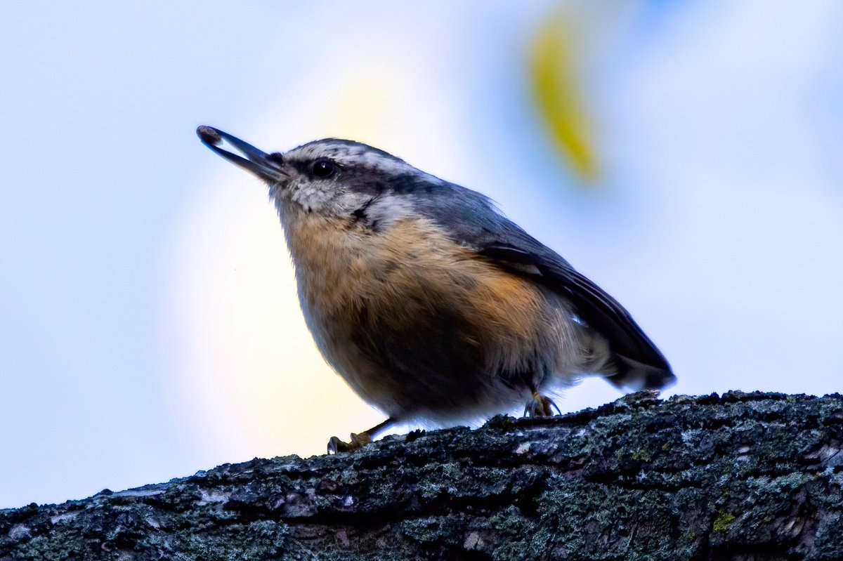 mitoGFP's tweet photo. A red-breasted nuthatch @CentralPark_NYC. #birdcpp #BirdsSeenIn2022 #birdwatching #birding #BirdTwitter #urbanbirding #fallmigration @inaturalist #BirdsofNYC #fallmigrants #nuthatch https://t.co/Z3C32FXbMH