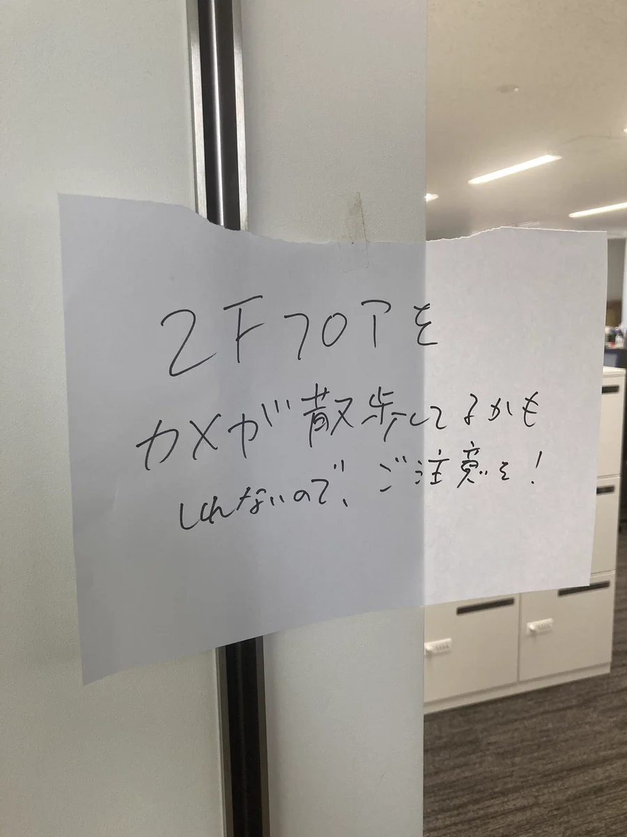 みんな足元を見ながら歩いています。「カメが散歩しているかもしれないのでご注意を」