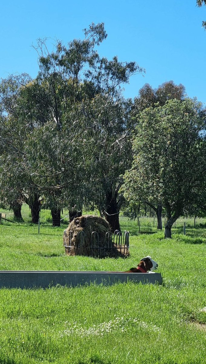 Yankee_Liz's tweet photo. Gravy the Goat decided to nap in an empty trough- couldn’t bear to get his feet wet….  #goat #farmer #nevic #flooding #FarmerAU #flood https://t.co/heHG6VR4cJ