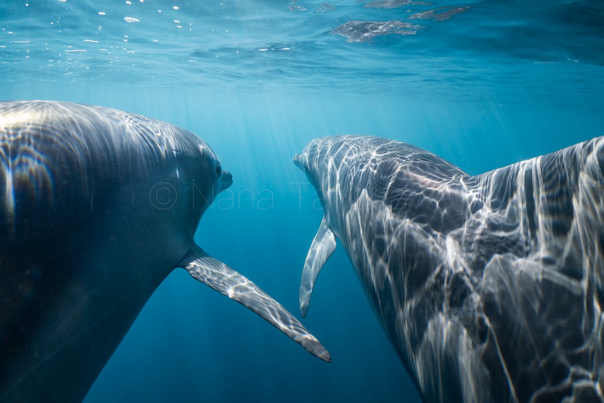 水中写真家 高縄奈々 Aduncus7 Twitter