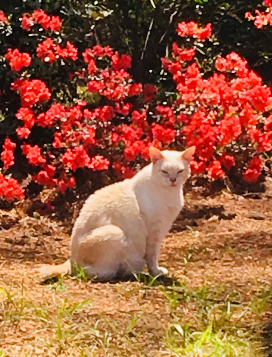 CountryBoy0070's tweet photo. Our girl passed away from cancer today.
She would have been 14 yrs old in January.
#RipGirl 💚
#CatsOfTwitter https://t.co/7mcguwf8xC