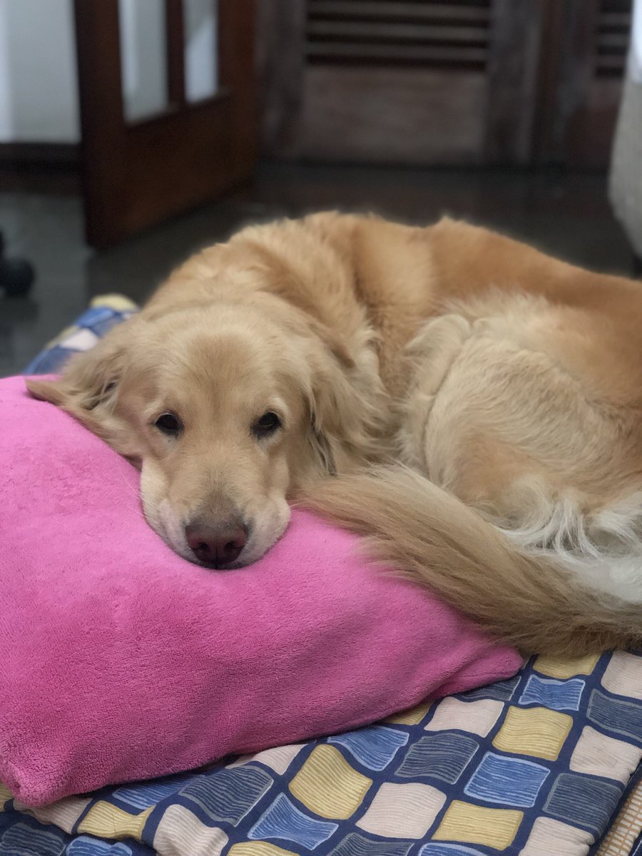 JmsAninha1's tweet photo. TREND IMPORTANTE com alta taxa de lágrimas e explosão de fofura: 

Essa é a minha paixão, o nome dela é MEL, é a cachorra mais dócil e mais amada que eu conheço. Porém a MEL não ta muito bem… https://t.co/DnBc0w97Md