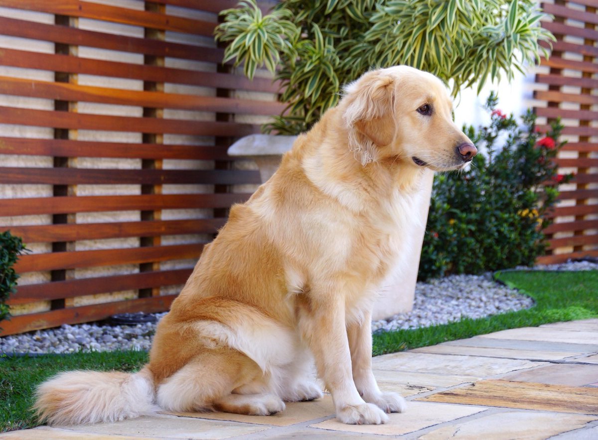 JmsAninha1's tweet photo. TREND IMPORTANTE com alta taxa de lágrimas e explosão de fofura: 

Essa é a minha paixão, o nome dela é MEL, é a cachorra mais dócil e mais amada que eu conheço. Porém a MEL não ta muito bem… https://t.co/DnBc0w97Md