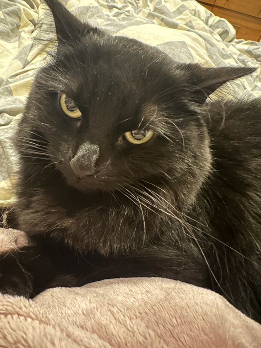 I just broke the news to her that her brother is tattooed on me and she&rsquo;s not https://t.co/nT22vqgSk