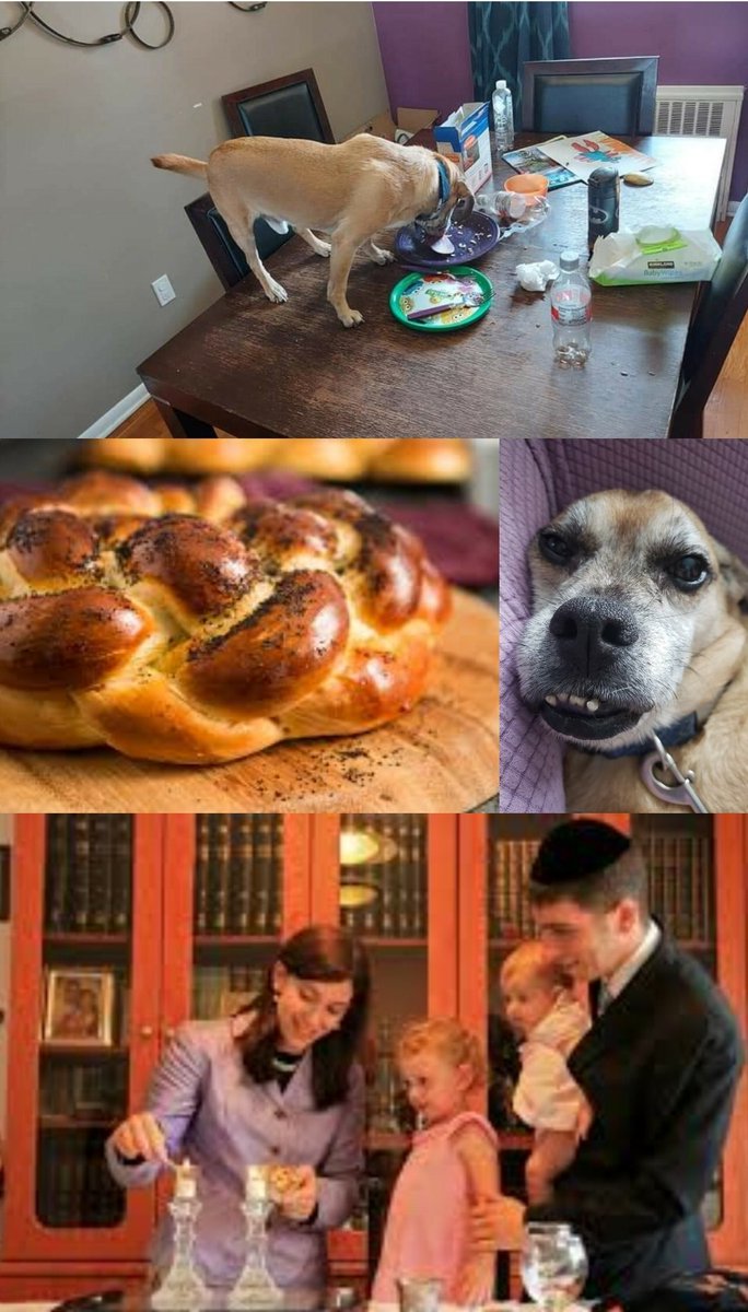 ElliotOWrites's tweet photo. LATKE THE LUCKY DOG × BIM AND BOM: A SHABBAT TALE #MoodPitch #PB #OWN

Chutzpah is a small dog with big attitude...and appetite! He really wants to try his family's Shabbat challah, but he can never get any. Will his latest tricks work, or will there be NO CHALLAH FOR CHUTZPAH? https://t.co/0a7E7URBeO