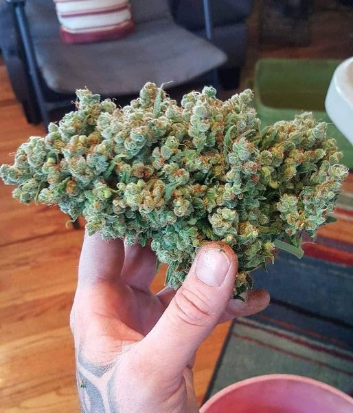 SPACECANNABIS's tweet photo. era só um desse agora https://t.co/vhRKsdx4Z9