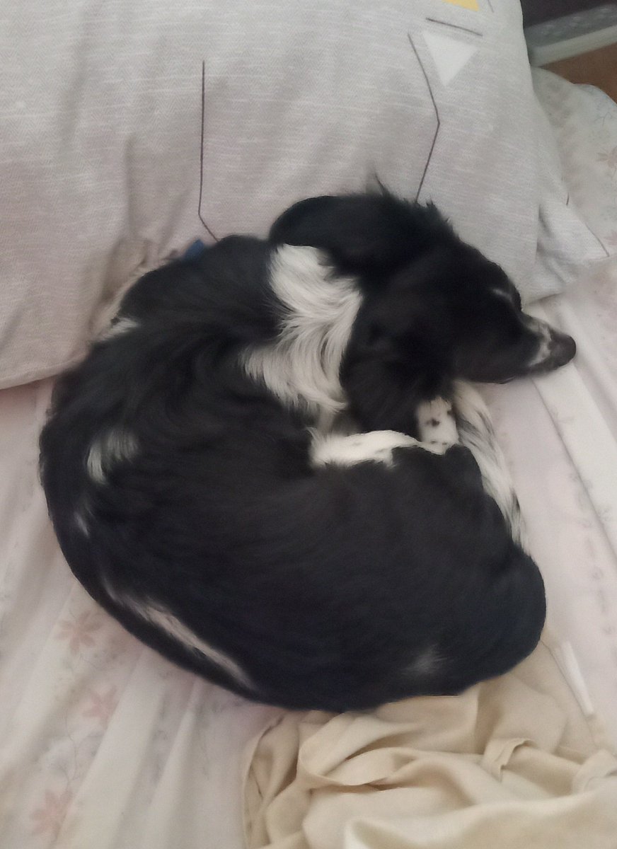 studybugky's tweet photo. he's so cute! sleeps beside me like he didn't just chew my slippers to death 😊 

#studytwtpets https://t.co/o7LiDwtEtC