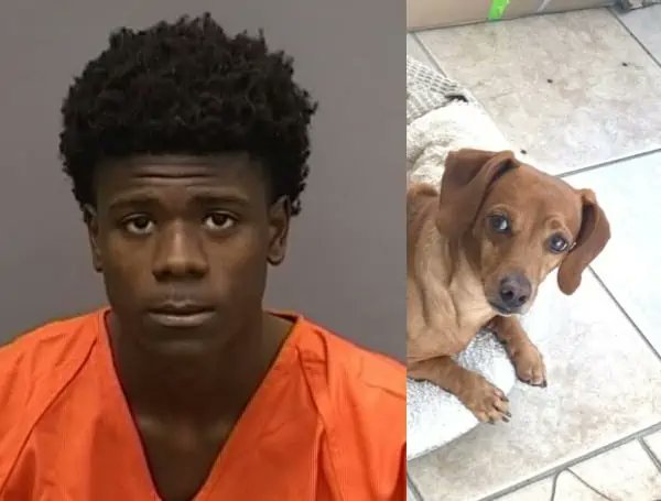 Wanted Teen Shoots 2 Small Dogs, Killing 1 In Armed Robbery, Tampa Police Say breaking911.com/wanted-teen-sh…
