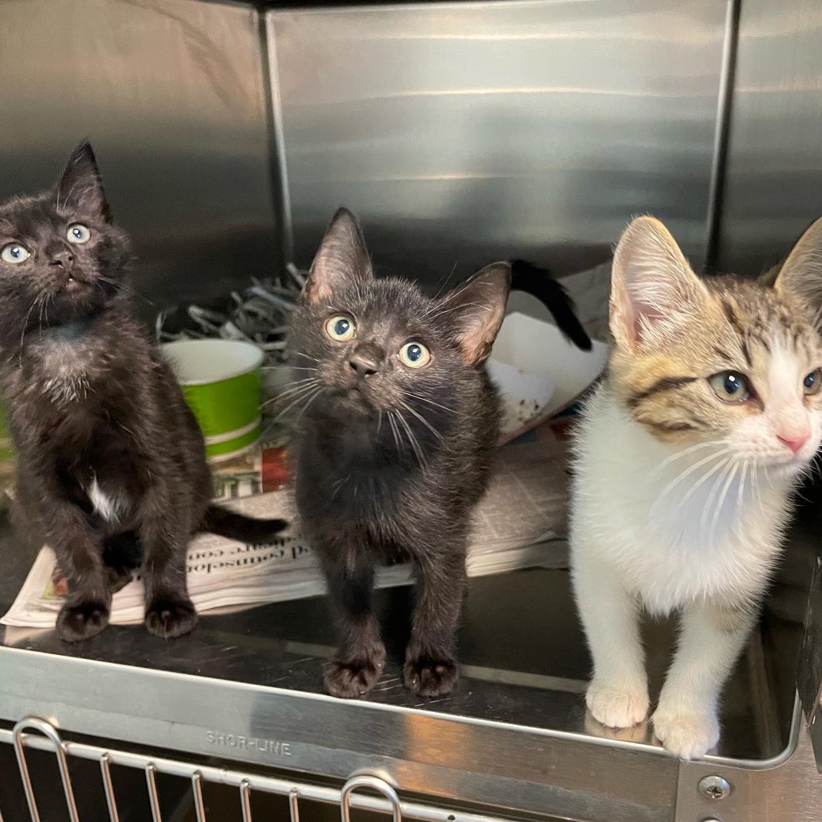 Providence_AC's tweet photo. These little ones are cheering on their namesakes tonight! Jalen, Miles, AJ, Slay and Kelce make their adoption debut tomorrow at noon, so be sure to come in to meet them! 🥰 @Eagles https://t.co/0LFhkwS8hK