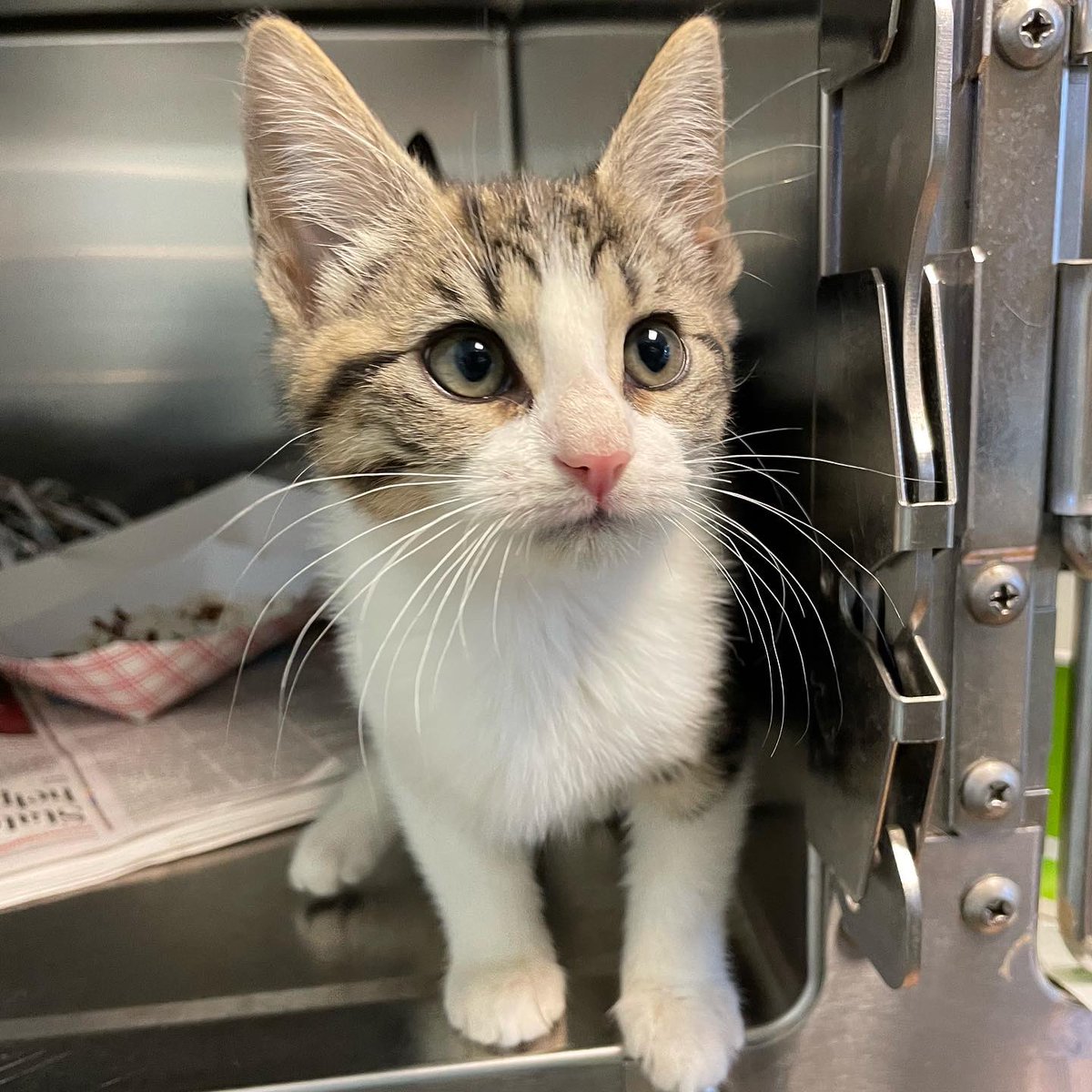 Providence_AC's tweet photo. These little ones are cheering on their namesakes tonight! Jalen, Miles, AJ, Slay and Kelce make their adoption debut tomorrow at noon, so be sure to come in to meet them! 🥰 @Eagles https://t.co/0LFhkwS8hK