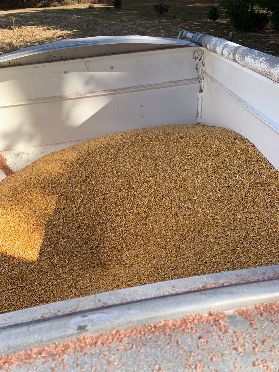 jamesAferris's tweet photo. You know what fills up faster then the weighs wagon at @StoneSeedIL corn plot?? Your wallet when you plant StoneSeed!#bayer4IL https://t.co/55iwtuqc2T