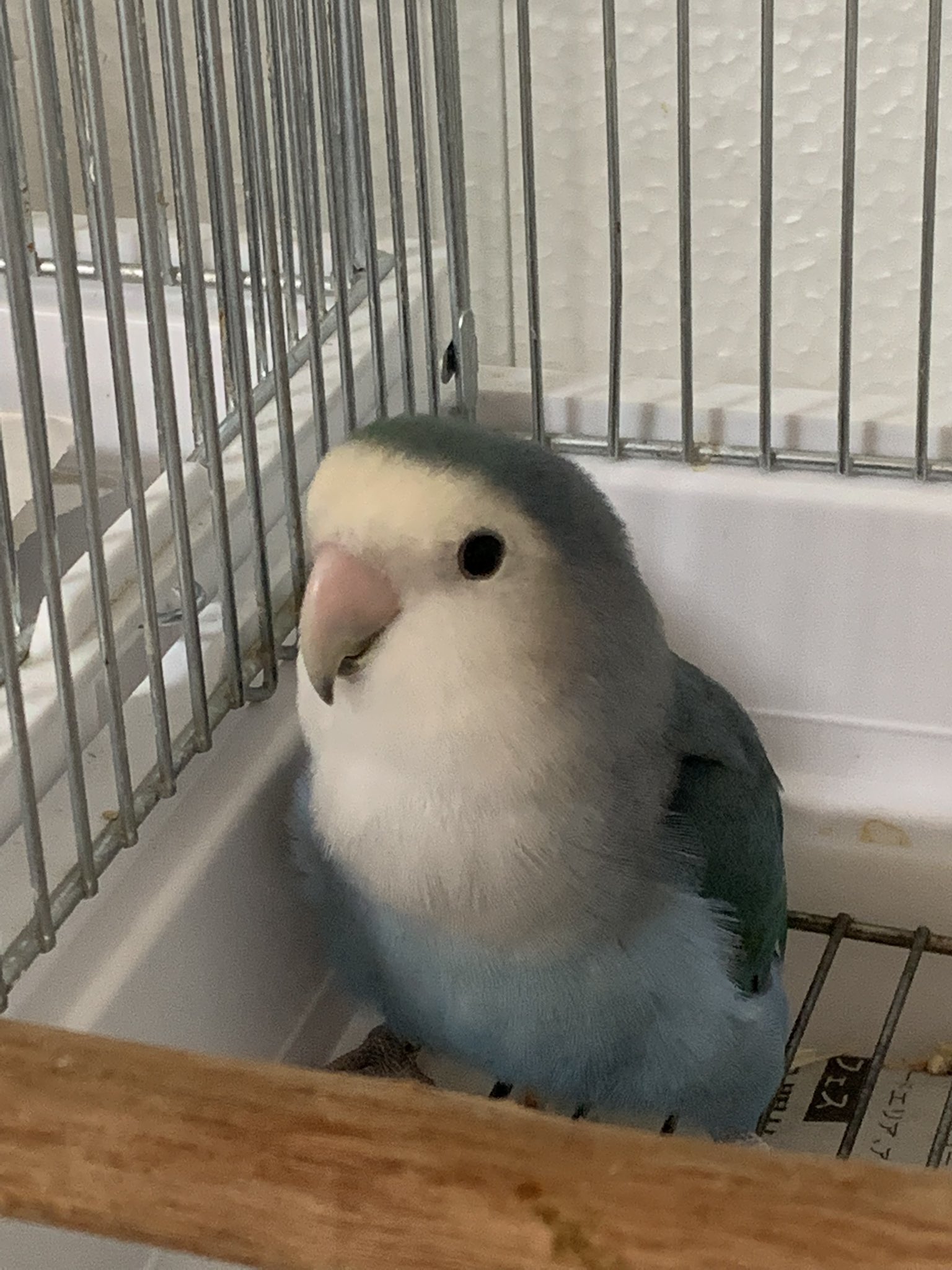 コザクラインコ販売 Twitter Search Twitter