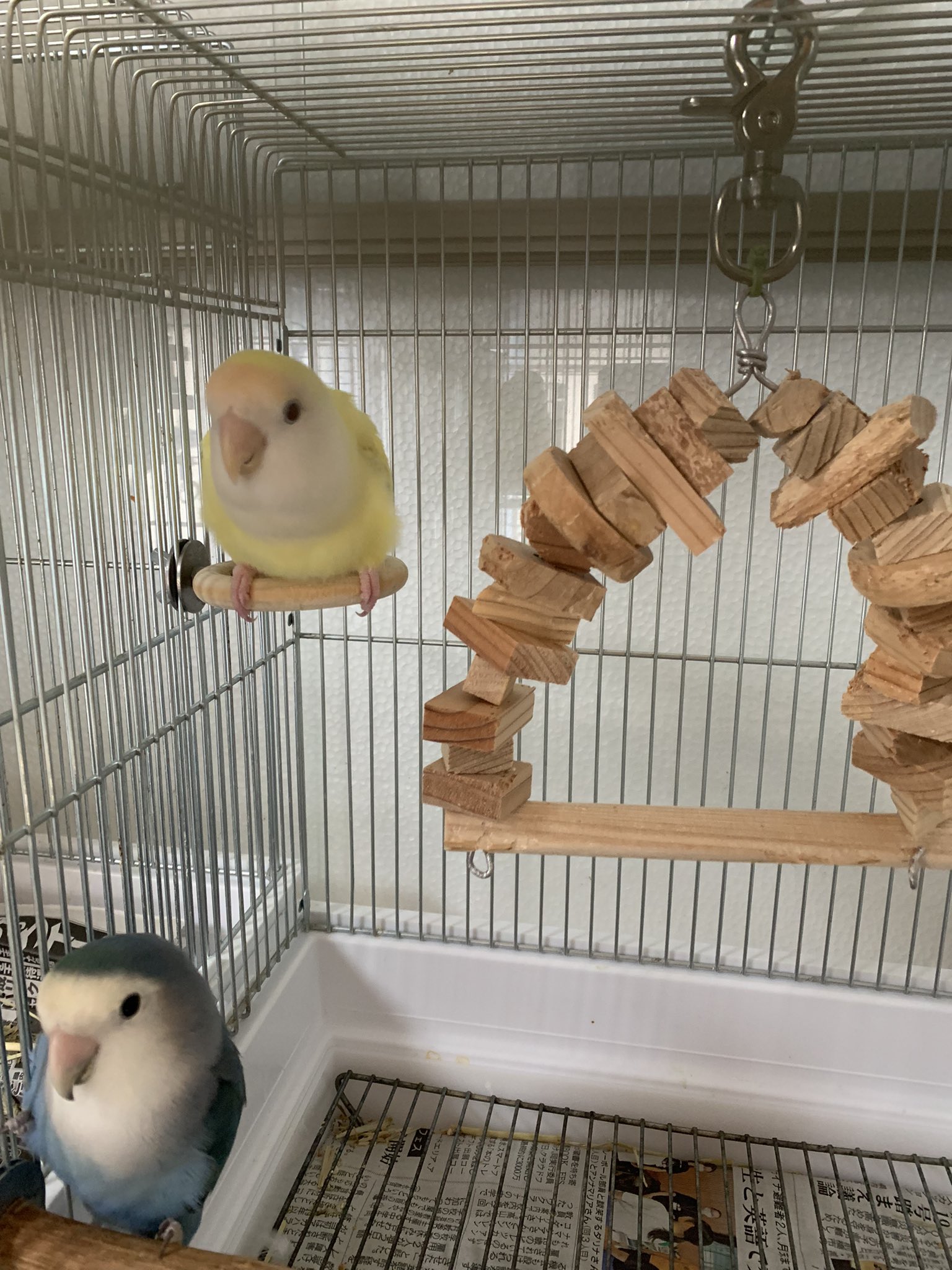 コザクラインコ販売 Twitter Search Twitter