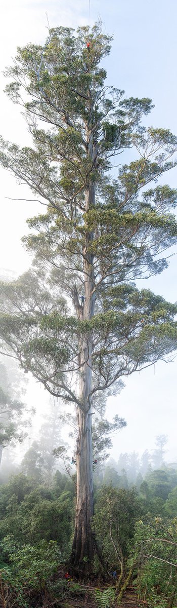 We found Lathamus Keep, largest living Blue Gum in 2021. It was climbed and measured at 325 cubic meters of wood volume, one of the largest tree species in the world! But it is threatened by logging... Click below to see it in all its big tree glory. abc.net.au/news/2022-11-0…