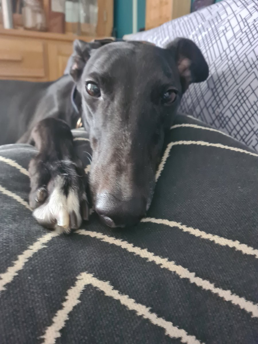 This is Bob, Bob was given a beef larynx as a treat for his 3rd rescue day. Bob has just done a fart so heinous, it woke me from sleeping.