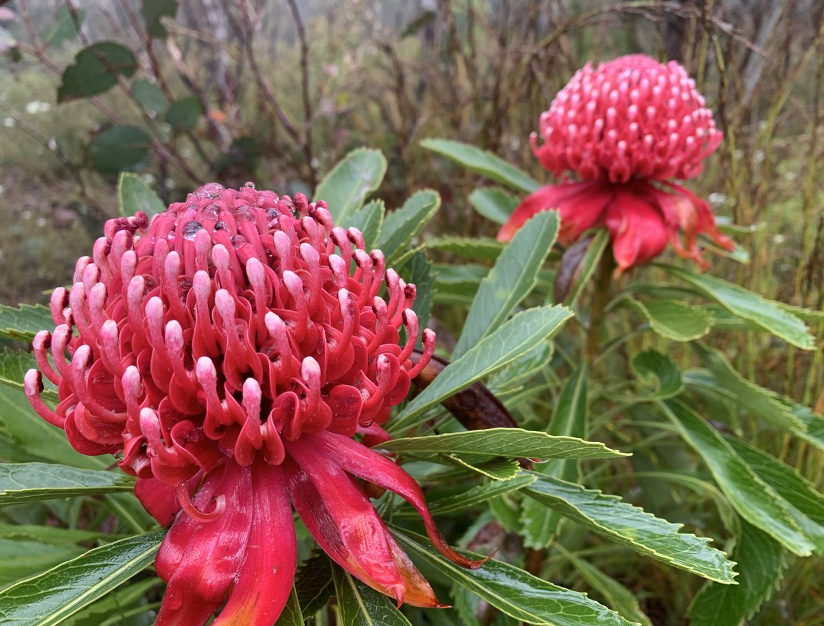 NinaBGallo's tweet photo. It's another misty, rainy one here in the mountains . . .
. . . but look at these beauties! π
#Flowers #spring #laNiΓ±a #NSWFloods #NSW22 #mountains #springfiesta2022 #waratah #Australia #native https://t.co/GLzthA1T1K