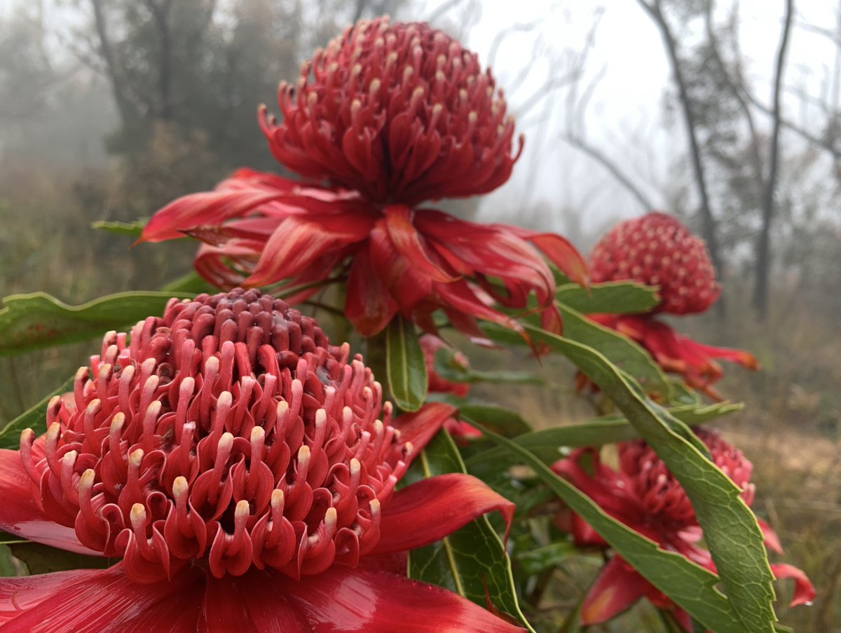 NinaBGallo's tweet photo. It's another misty, rainy one here in the mountains . . .
. . . but look at these beauties! π
#Flowers #spring #laNiΓ±a #NSWFloods #NSW22 #mountains #springfiesta2022 #waratah #Australia #native https://t.co/GLzthA1T1K