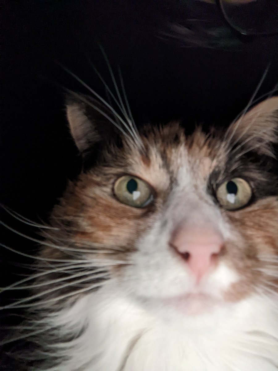 diegosdagger's tweet photo. @DontShowYourCat no comment... https://t.co/zfMY6kIQNd