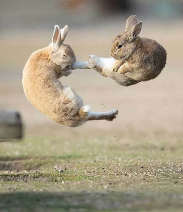 MeanwhileinCana's tweet image. Every bunny was Kung Fu fighting