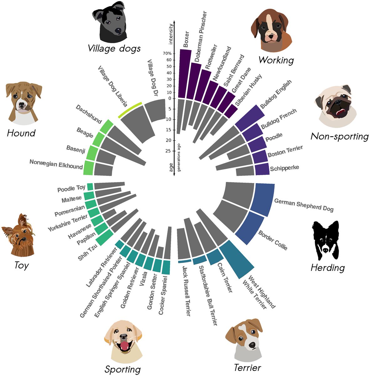 PLOSGenetics's tweet photo. Tournebize et al present ASCEND:
a method to infer timing &amp; strength of founder events
▪️ suitable for sparse datasets
▪️ reliable across a wide range of demographic scenarios

@ArcimBoldique @gillianychu @moorjani_priya @berkeleyMCB @CCBBerkeley

🔎: https://t.co/gge4lsACUf https://t.co/72835yUDkz