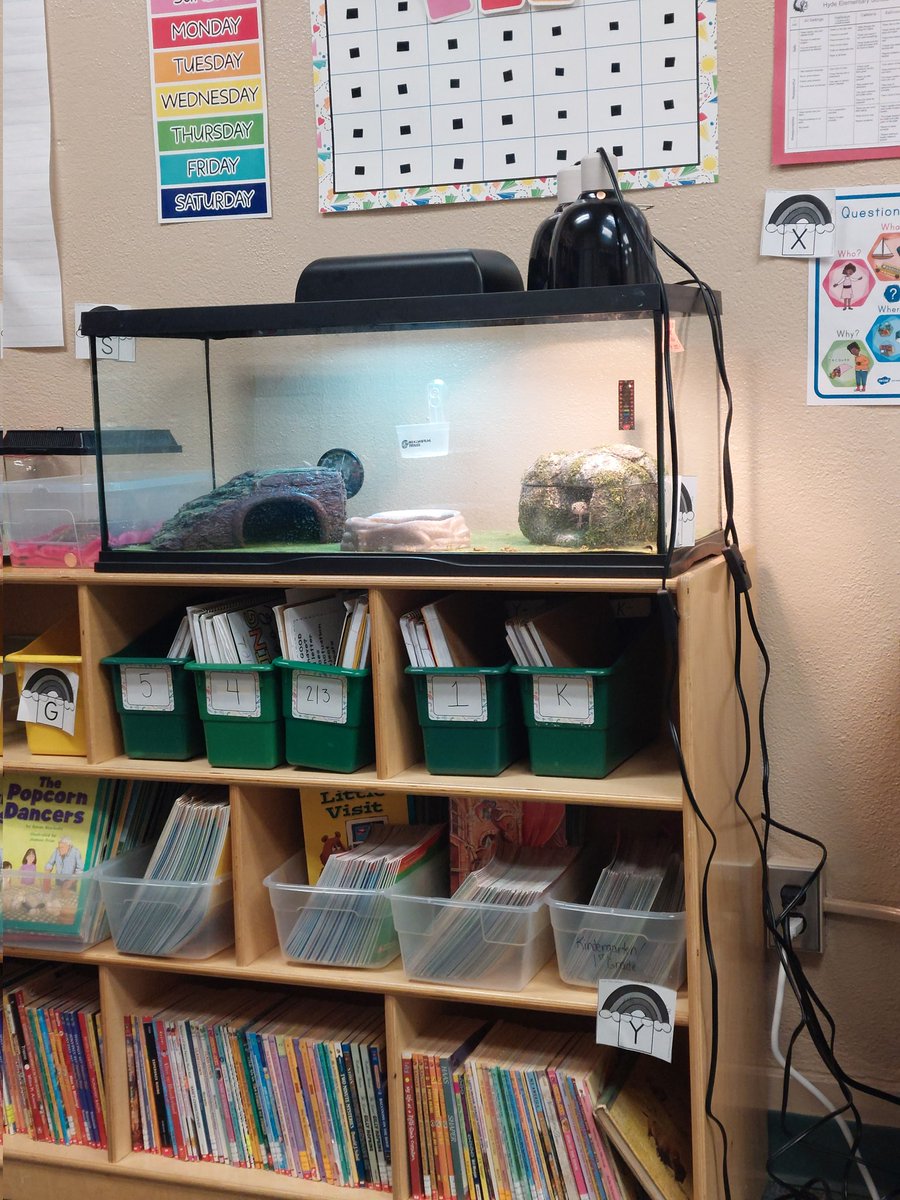 websterteaches's tweet photo. At one point in my day, I felt like I was being watched while alone in my classroom. Sure enough.....Treeko wanted to know why he hadn't been fed yet. 🤣🤣 #petsintheclassroom #ESOLrocks #hydewarriors https://t.co/iSm0HkBCgg