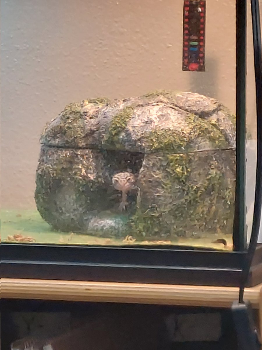 websterteaches's tweet photo. At one point in my day, I felt like I was being watched while alone in my classroom. Sure enough.....Treeko wanted to know why he hadn't been fed yet. 🤣🤣 #petsintheclassroom #ESOLrocks #hydewarriors https://t.co/iSm0HkBCgg