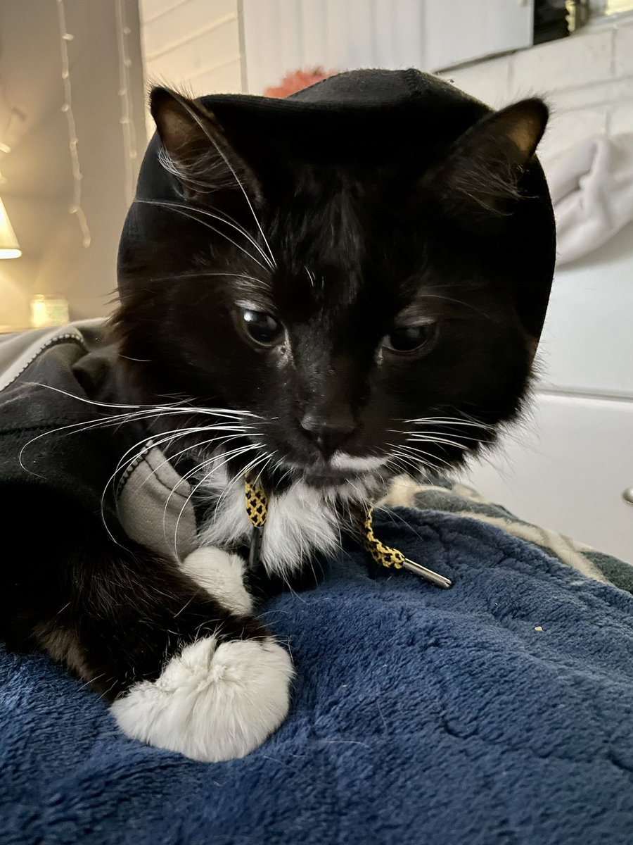 KodeetheCat's tweet photo. Finally hoodie season🔥

#cats #CatsofTwittter #hoodieseason #funnytweets #cuteanimals https://t.co/WcC5OGw2Fs