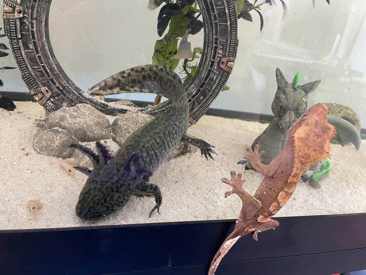 When worlds collide #axolotl #crestedgecko this is the best #workfromhome view #lifeatatt #eblock <a href="/LifeAtATT/">Life at AT&T</a> <a href="/Eblockculture/">E-Block Culture Family</a>