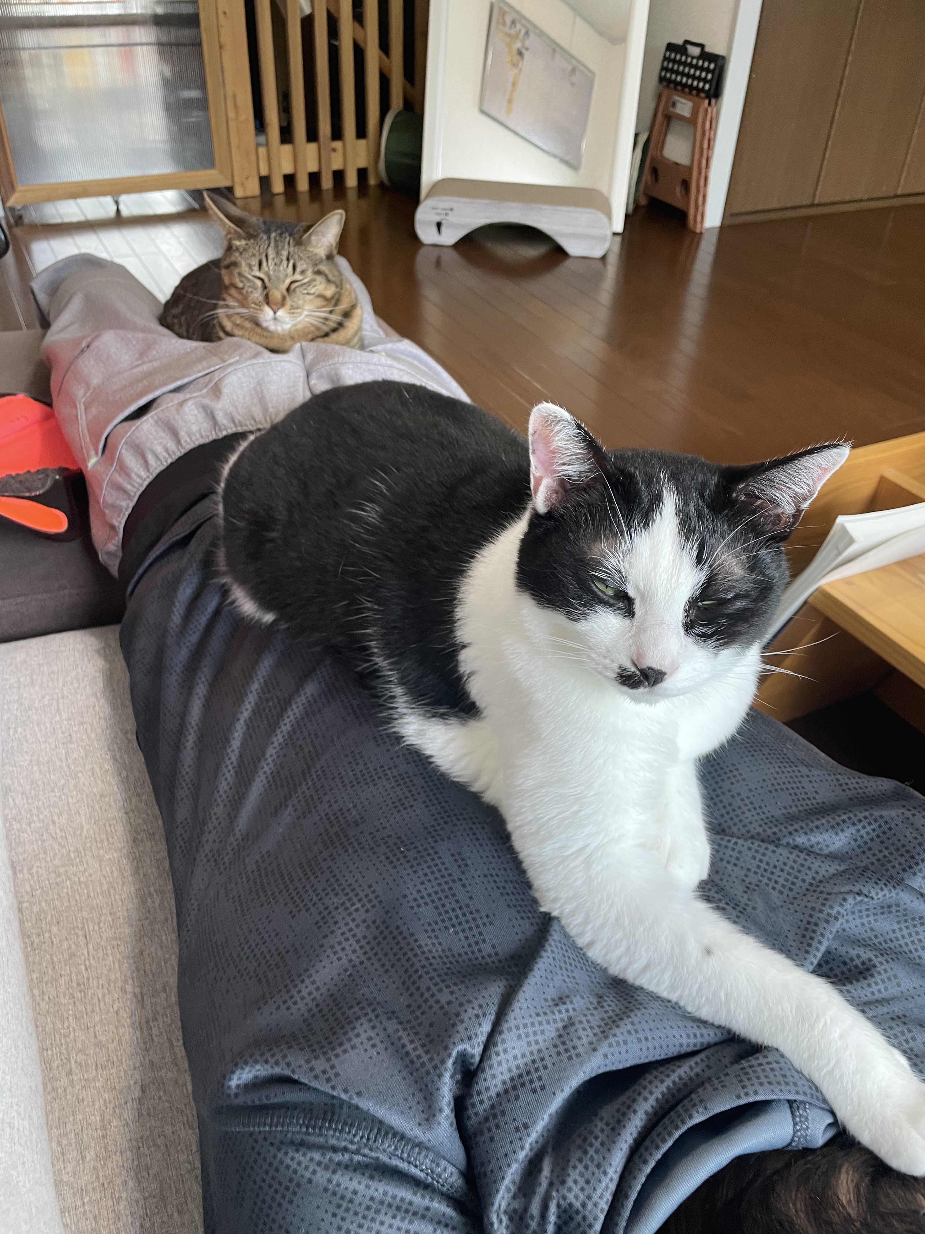 ねこカルテット 4cats Quartet Twitter