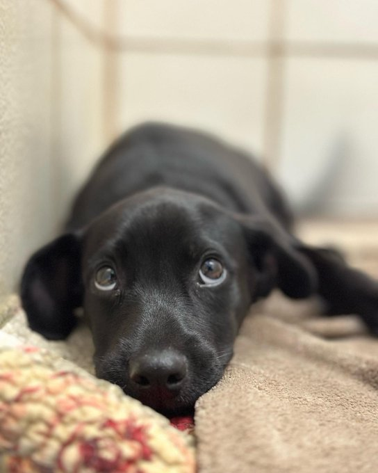 psychicwhisper3's tweet photo. 🆘🦇BATMAN🆘#A350164 #CorpusChristiTX 🏥3 MONTHS OLD (M) LAB/RET MIX😢
Came In As A Stray 11/2 Front Left Limb Injury
Reluctant To Move Neck Upward😫
#MedicalRESQ Placement Needed ASAP🙏
Plz #PLEDGE #RT #FOSTER He Needs Help ‼️📧ccacsrescues@cctexas.com
☎️361-826-4630 🆘🏥 https://t.co/hQeztNgafE