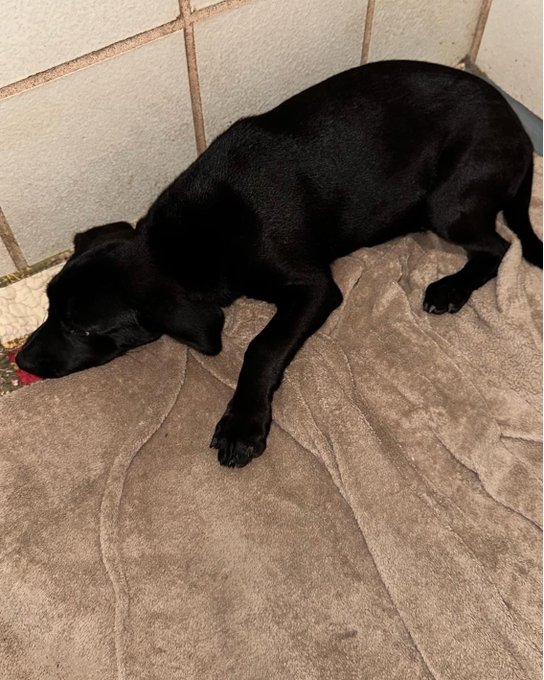 psychicwhisper3's tweet photo. 🆘🦇BATMAN🆘#A350164 #CorpusChristiTX 🏥3 MONTHS OLD (M) LAB/RET MIX😢
Came In As A Stray 11/2 Front Left Limb Injury
Reluctant To Move Neck Upward😫
#MedicalRESQ Placement Needed ASAP🙏
Plz #PLEDGE #RT #FOSTER He Needs Help ‼️📧ccacsrescues@cctexas.com
☎️361-826-4630 🆘🏥 https://t.co/hQeztNgafE