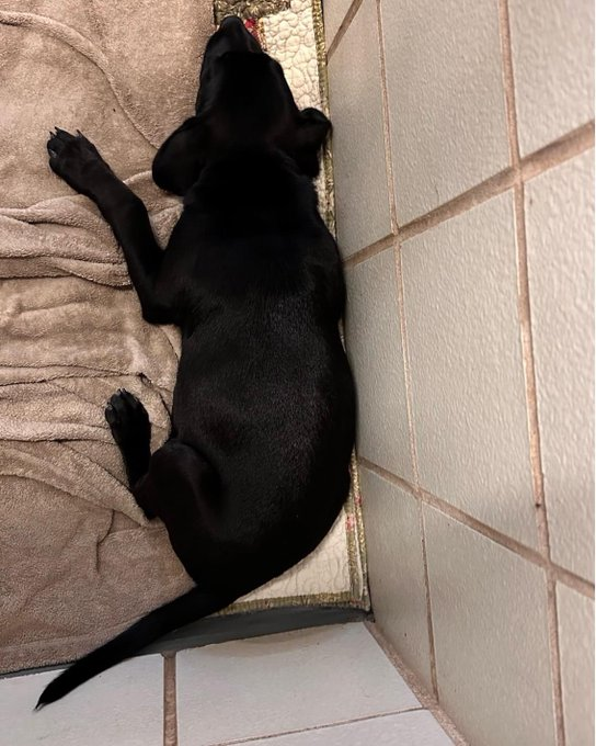 psychicwhisper3's tweet photo. 🆘🦇BATMAN🆘#A350164 #CorpusChristiTX 🏥3 MONTHS OLD (M) LAB/RET MIX😢
Came In As A Stray 11/2 Front Left Limb Injury
Reluctant To Move Neck Upward😫
#MedicalRESQ Placement Needed ASAP🙏
Plz #PLEDGE #RT #FOSTER He Needs Help ‼️📧ccacsrescues@cctexas.com
☎️361-826-4630 🆘🏥 https://t.co/hQeztNgafE