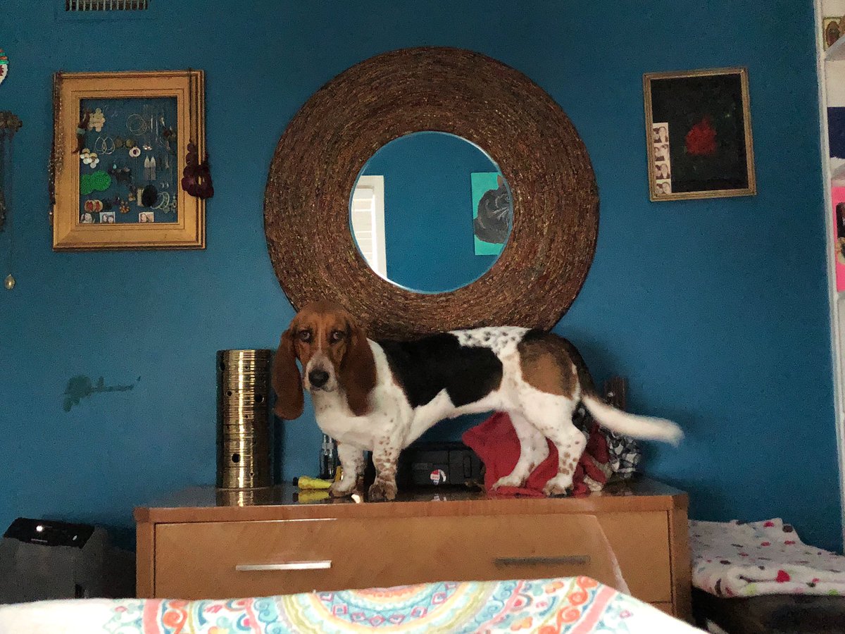 Schoonermusic's tweet photo. When you don’t give the Basset enough attention & they get on the dresser to start taking random items to get your attention.
#bassethound #bassetsbeingbad #bassethoundsofinstagram #bassetproblems https://t.co/8aTyZ23Zyy