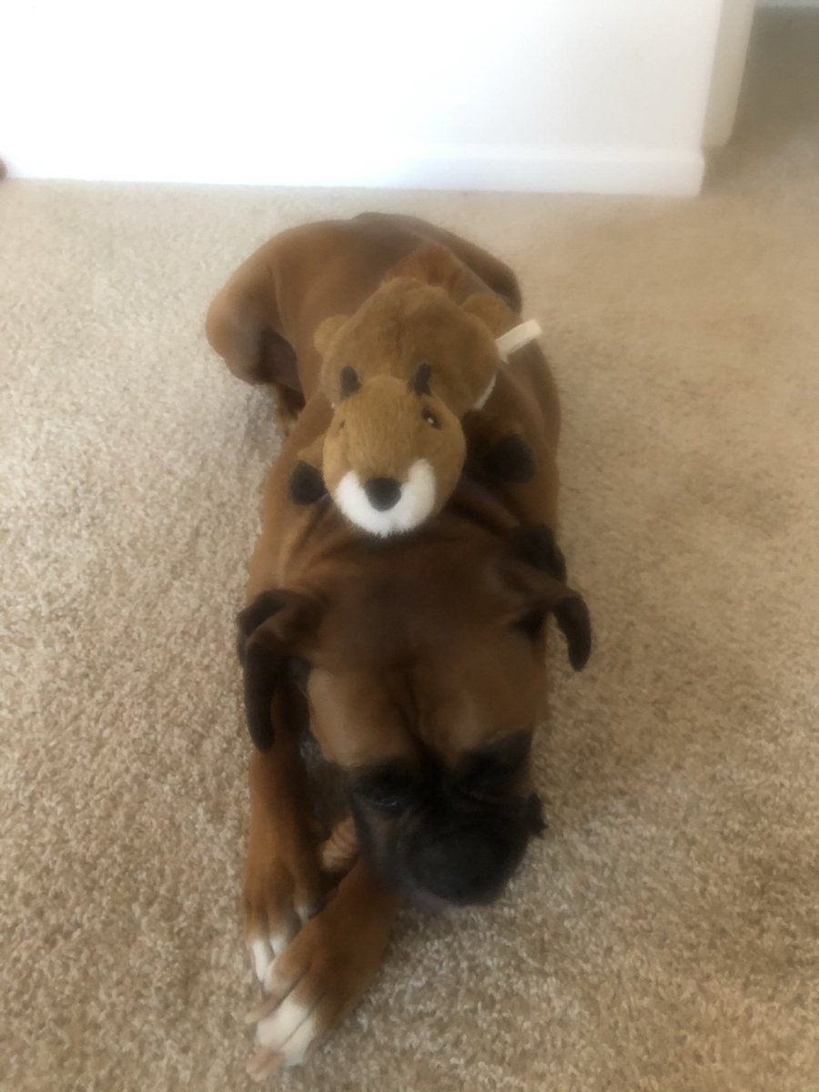 A #tbt to my days when squirrels were on my mind and not leaving me alone!!! Lady was yelling at some while we were hiking today. Crazy Lady! #queenaahana #Boxers #boxerdog #dogsoftwitter