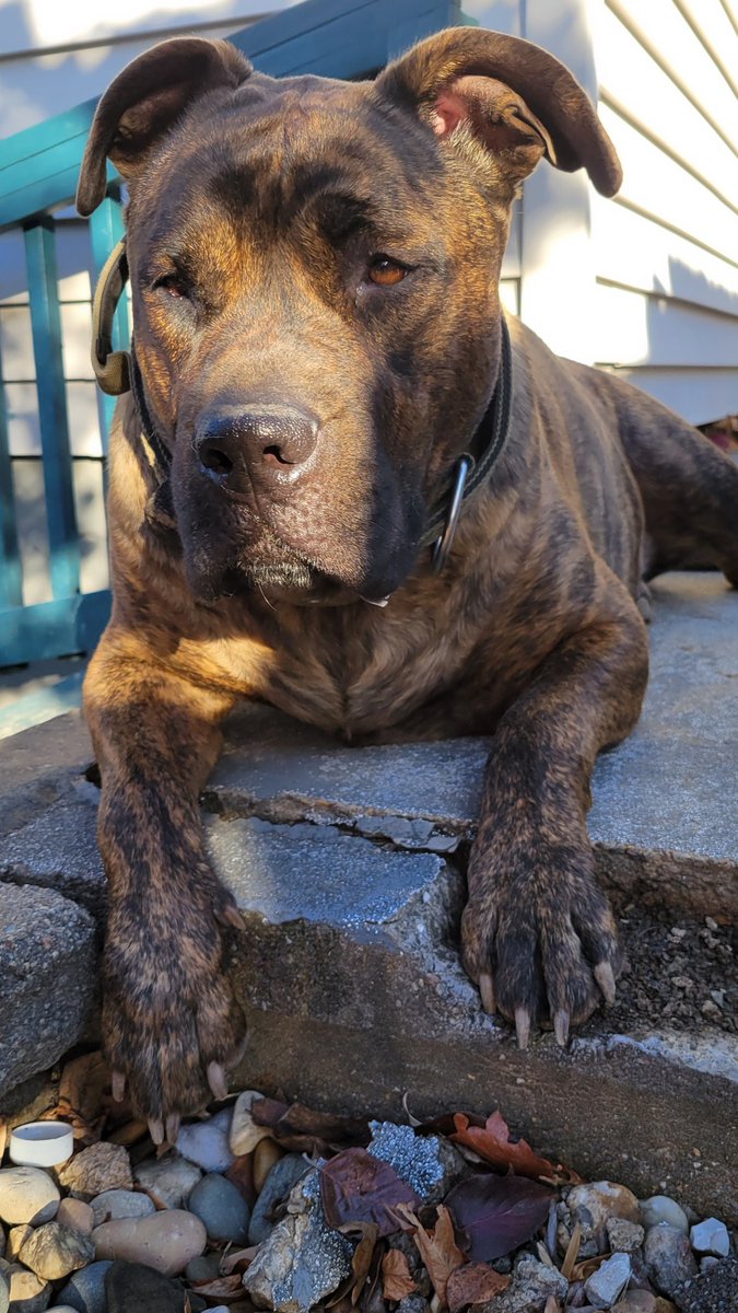 mgert69's tweet photo. Marley Moments: enjoying the day in the sun 🌞 🐕🐾❤ with my beautiful boy! @dog_rates @BeThatDog @dogsoftwitte https://t.co/NBEcbmt87F