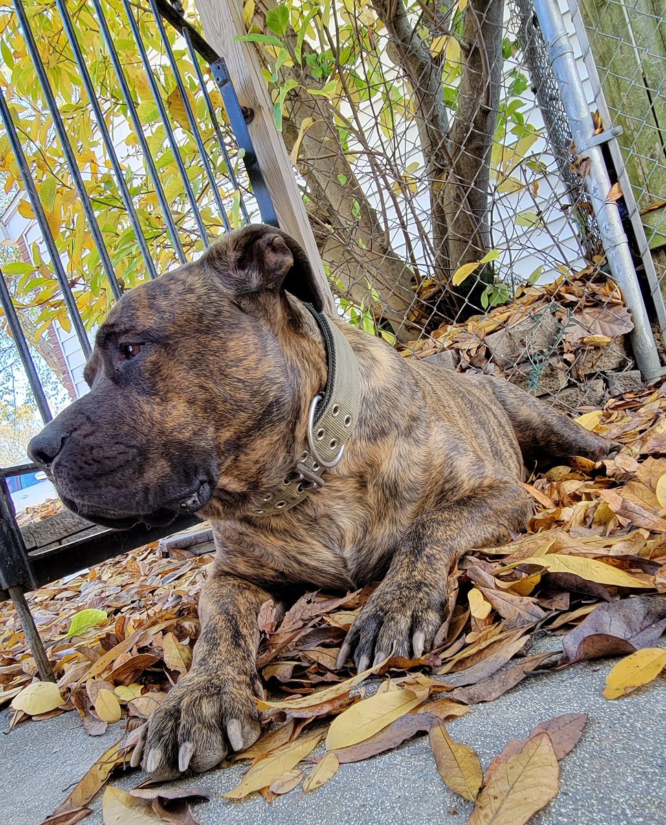 mgert69's tweet photo. Marley Moments: enjoying the day in the sun 🌞 🐕🐾❤ with my beautiful boy! @dog_rates @BeThatDog @dogsoftwitte https://t.co/NBEcbmt87F