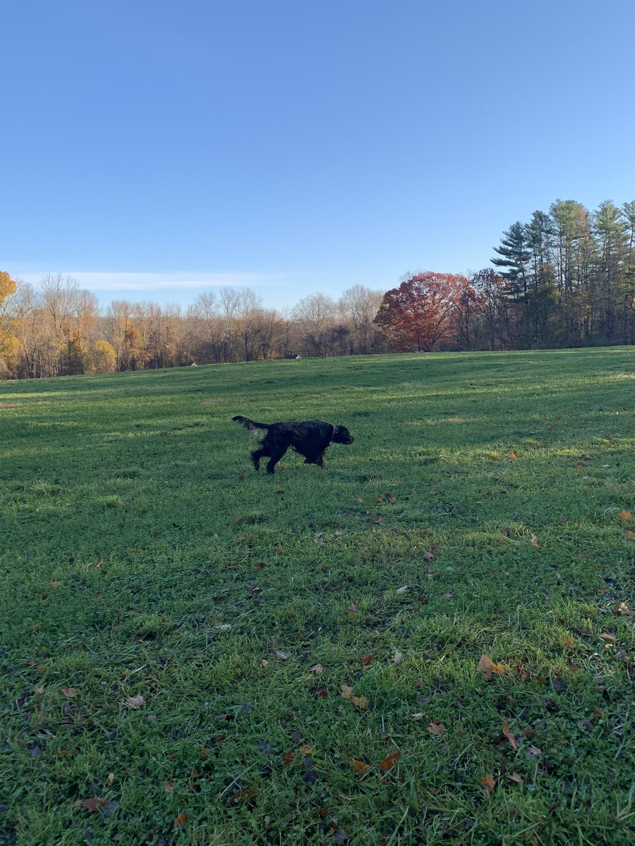 MccoyMba's tweet photo. Today my doggie boy got a clean bill of health from #pomfretsmallanimalclinic animal clinic and he played with his brother in the fiend for hours. It was a good doggie day. I am blessed. #SirDeclan #iFax @BooScot579
#GetOffMyBoat nightly signoff! https://t.co/cA7xSuafRV