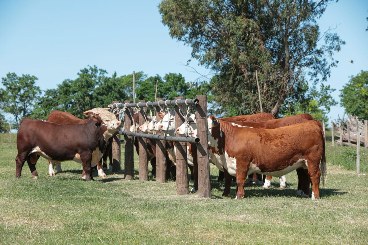 LasAnitasgen's tweet photo. Les contamos acerca de nuestro sistema de producción y sobre el manejo de los animales que van a exposiciones, ya que a partir de marzo, 7 Escuelas van a recibir terneros para prepararlos para @ExpoPrado 2023 🙌

¡Tremenda iniciativa y excelentes preguntas! 😉 https://t.co/2EYifc5Mla