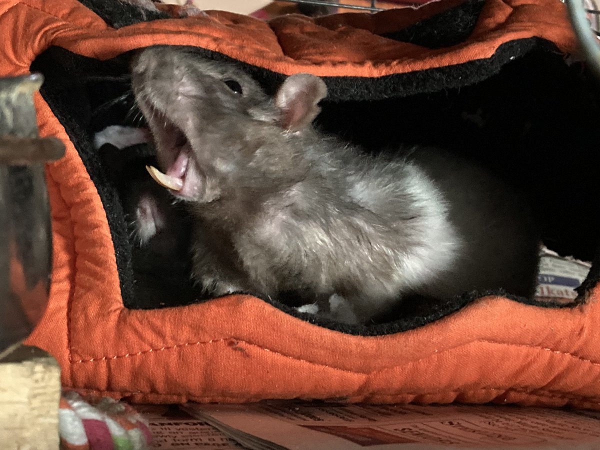 #RatVerified at the cost of just 8 yogies per month!