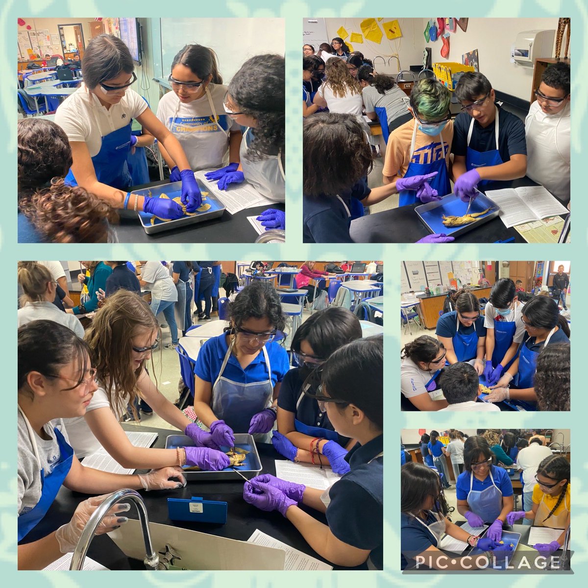 CoronaAlex_GEMS's tweet photo. What’s on today’s agenda? Exploring the intricacies of the digestive system, of course! #frogfun #lifelongmemories @GEMS_RSalcido @GEMS_MNunn_CSI @EvaQuezada5 https://t.co/kdQFG9b08X