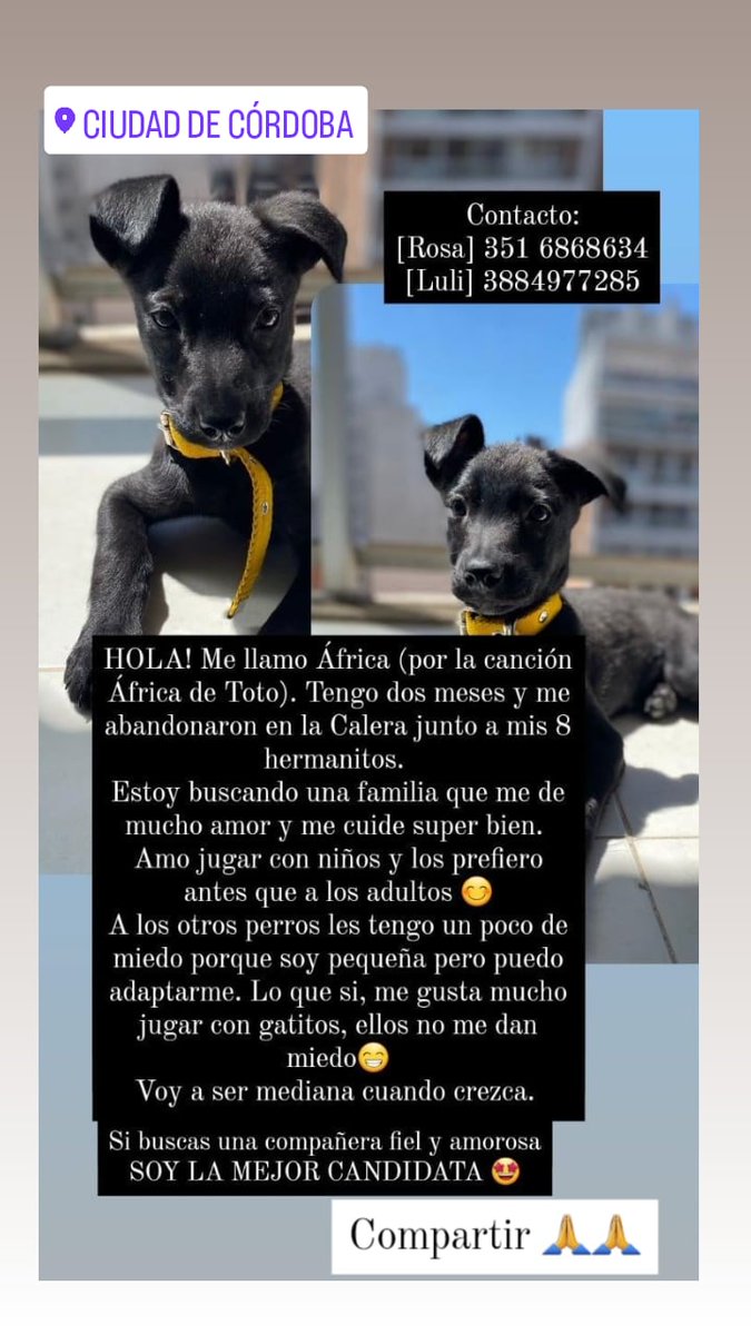 LuliIsuregui's tweet photo. AFRICA BUSCA UN HOGAR DEFINITIVO
@VivireNuevaCba. Cualquier consulta MD o a esos números 🤗🤗 https://t.co/g3ZLTrTnOg
